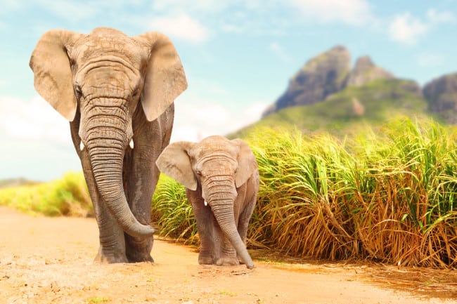 Elephants