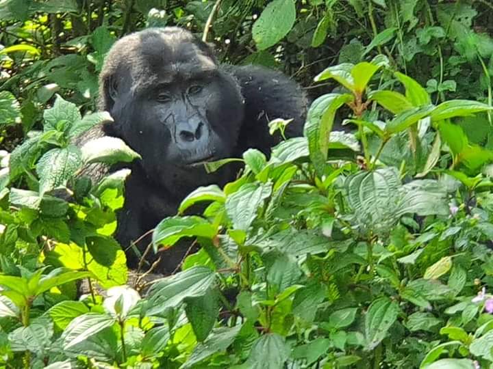 Gorilla 5