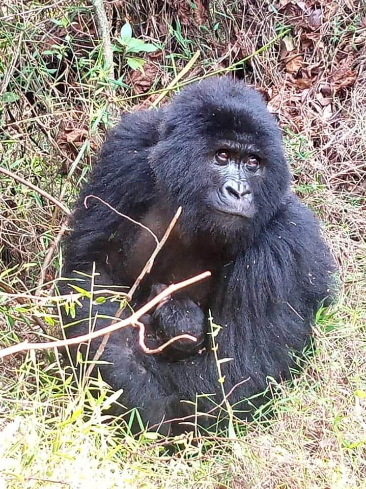 Gorilla Mother