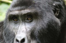 7 Days Rwanda Primates Tour