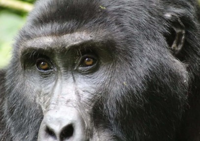 7 Days Rwanda Primates Tour