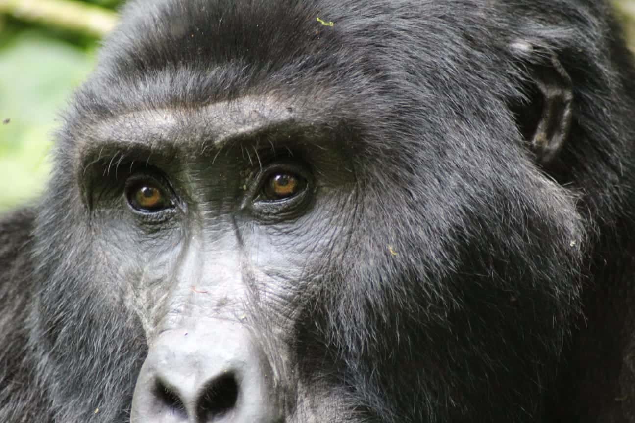 Gorilla Safaris