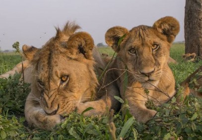 3-Day Tanzania Mid Range Hotel Safari
