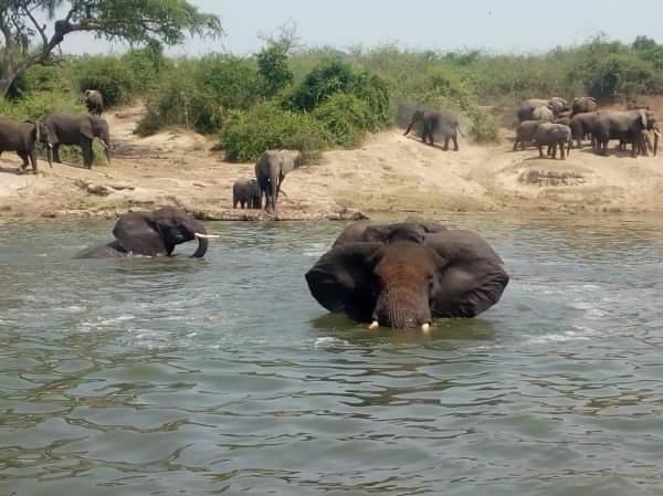 Kazinga Channel Elephants.