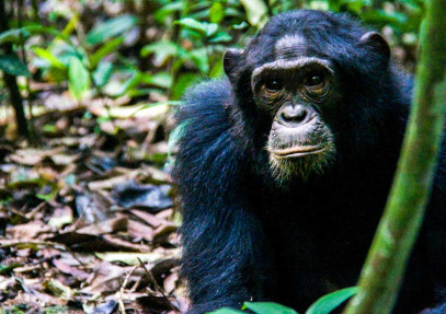 2-Day Chimpanzee Tracking Experience