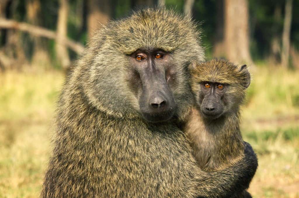 Serengeti 2019 B Billboard 1548 1024x677