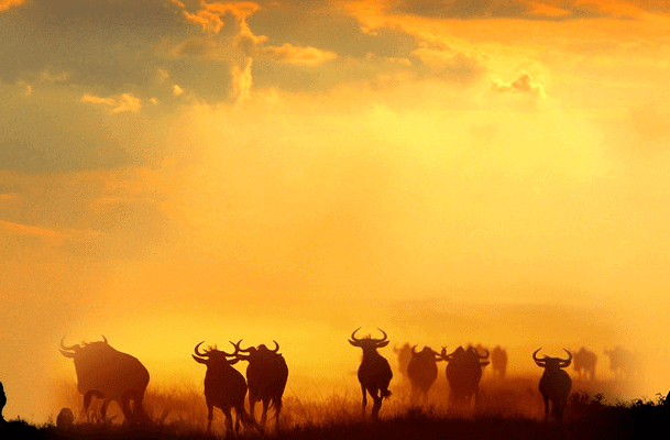 The Great Wildebeest Migration Safari E1501858203686