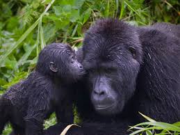 Uganda Gorillas
