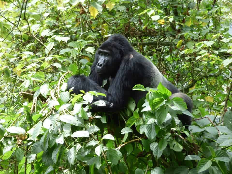 Bwindi Gorilla Uganda