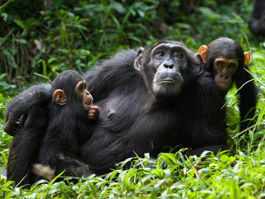 Chimpanzees Uganda African Safari