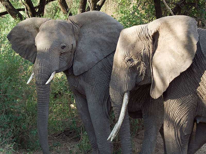 Elephant 1