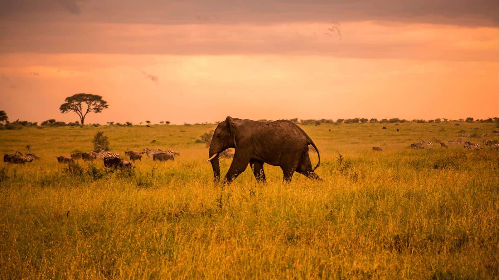 Elephant