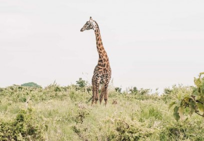 3 Days Northern Tanzania Safari