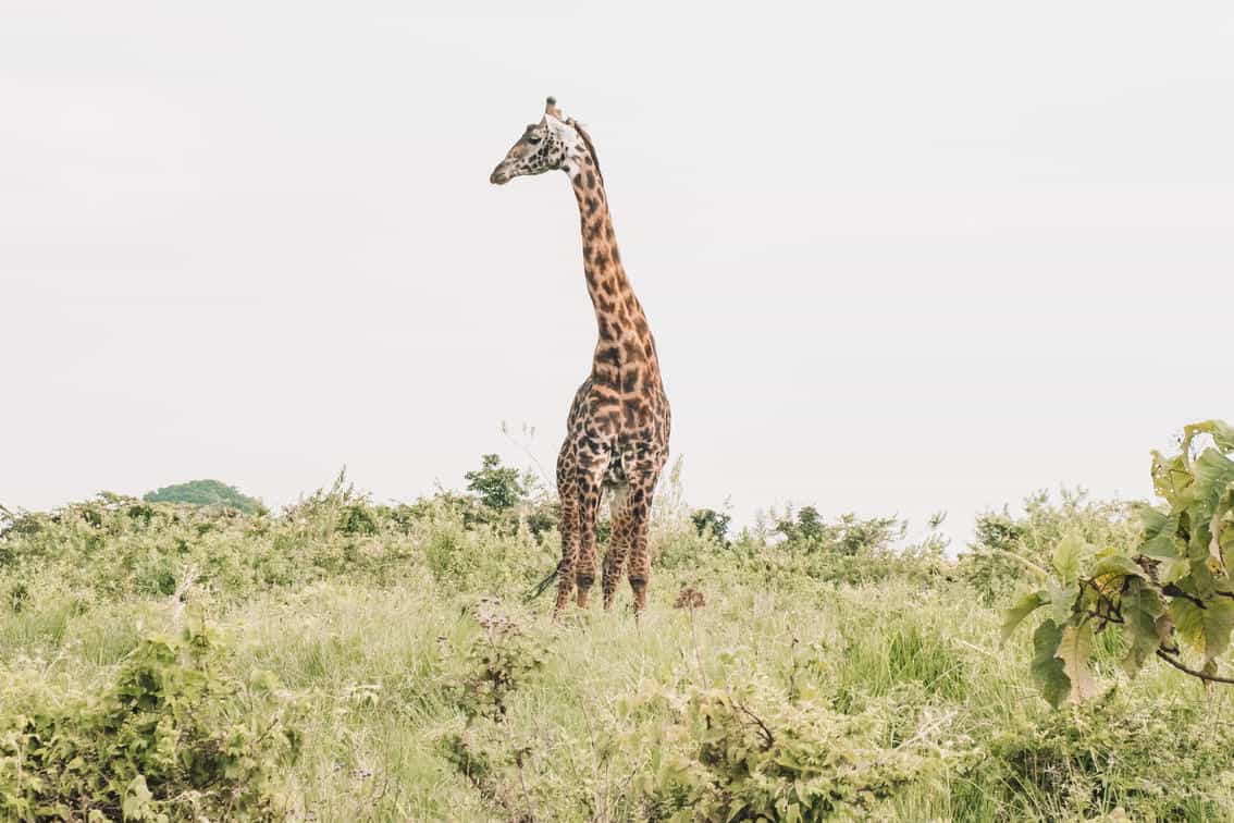 Giraffe In The Ngorongoro Crater
