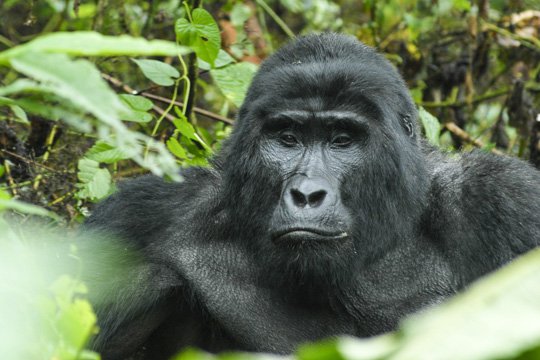 Gorilla And Chimp Tracking Safari Xfra9cxiqm