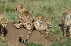 4-Day Kidepo Wildlife Safari