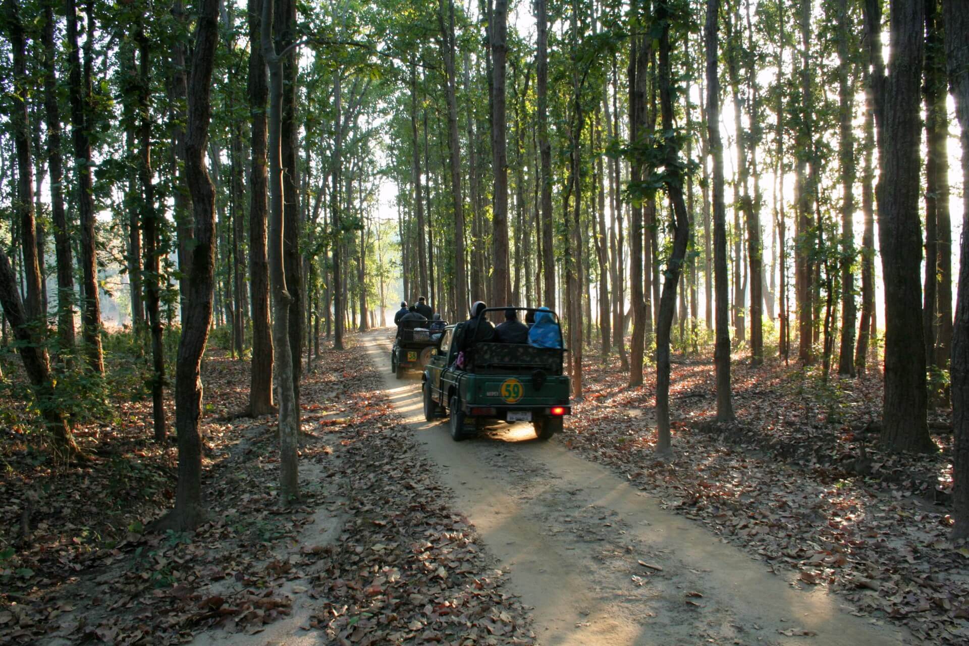 Kanha National Park, Madhya Pradesh Safari
