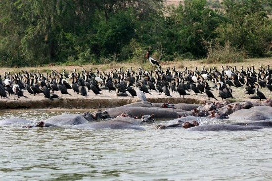 Kazinga Channel Image