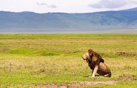 Lion In Ngoro