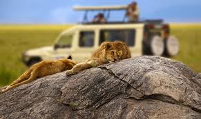 Lions On Kopjes