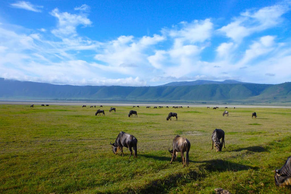 Ngorongoro (2)