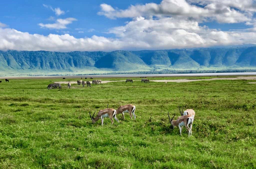 Ngorongoro Antelope