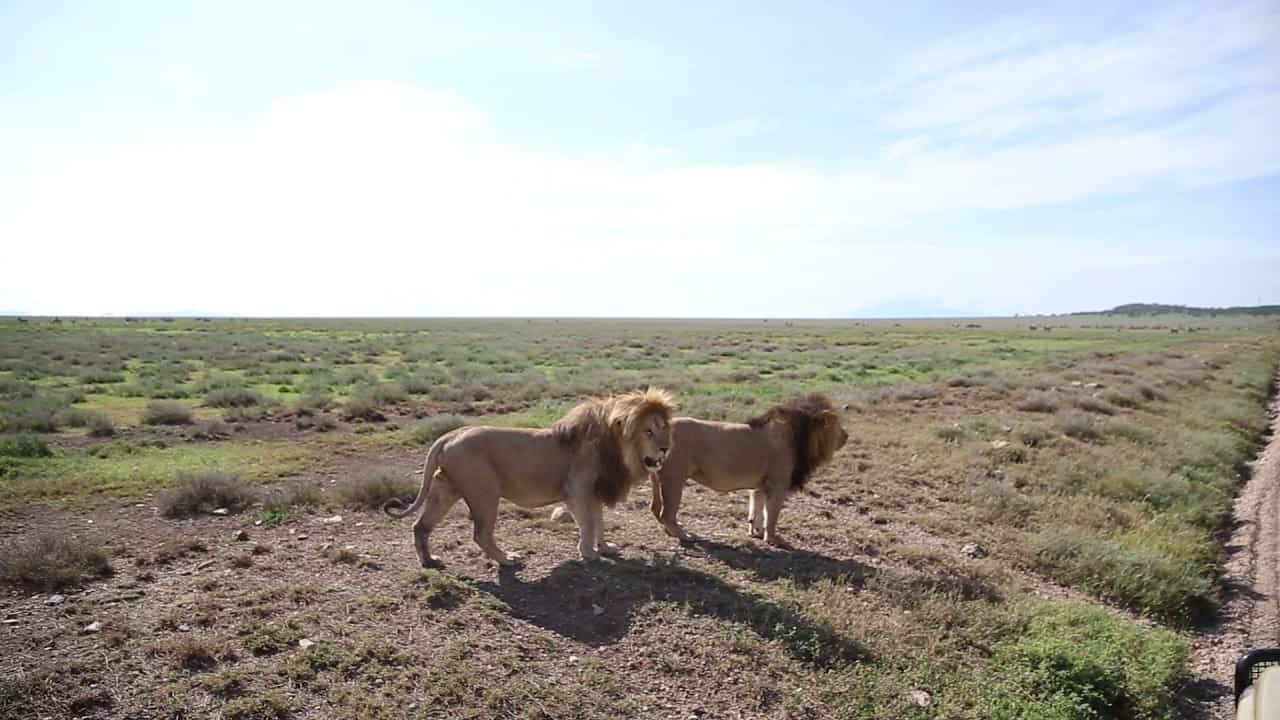 Nomaic Lions