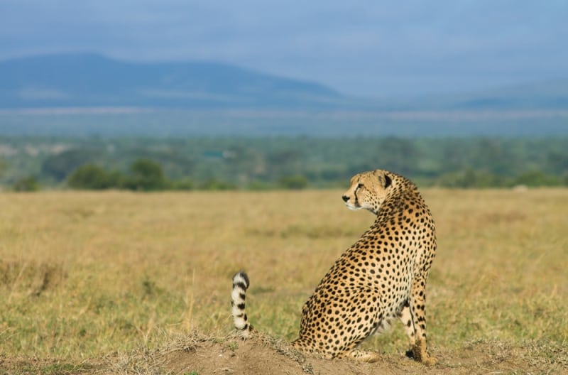 Ol Pejeta Kenya