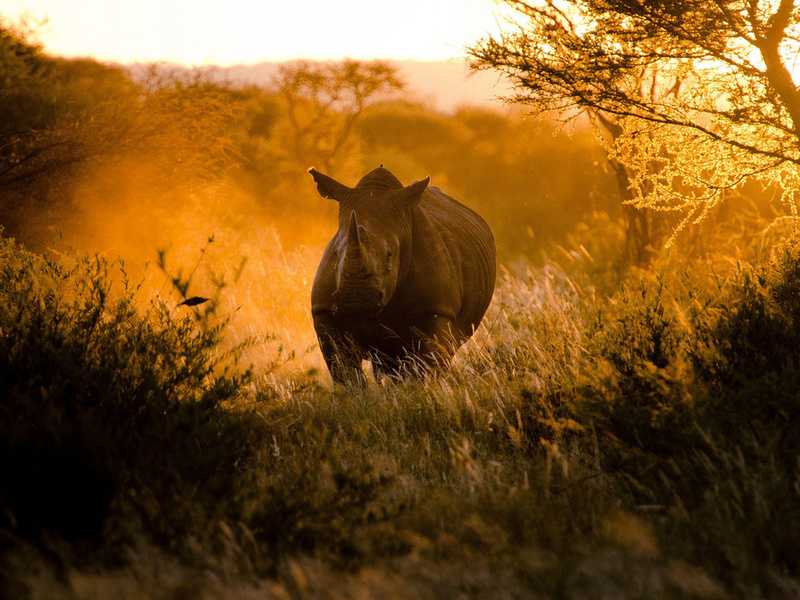 Rhino 2