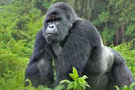 Rwanda
