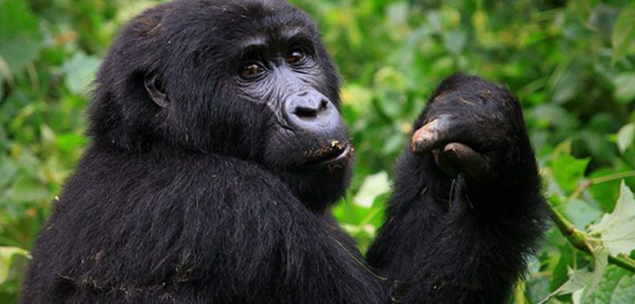 Rwanda Gorilla Trekking 894x428