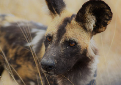 Linyanti Wildlife Reserve