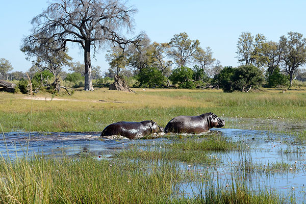 Okavango Delta
