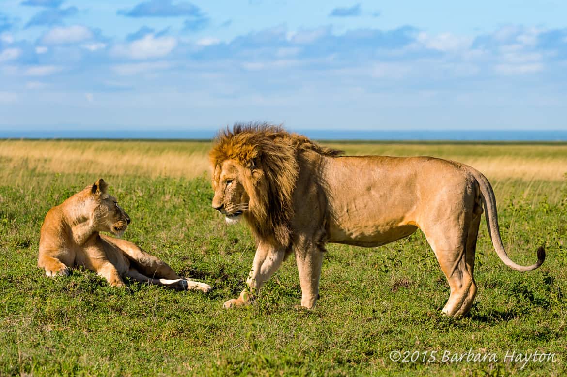 Lion Attraction