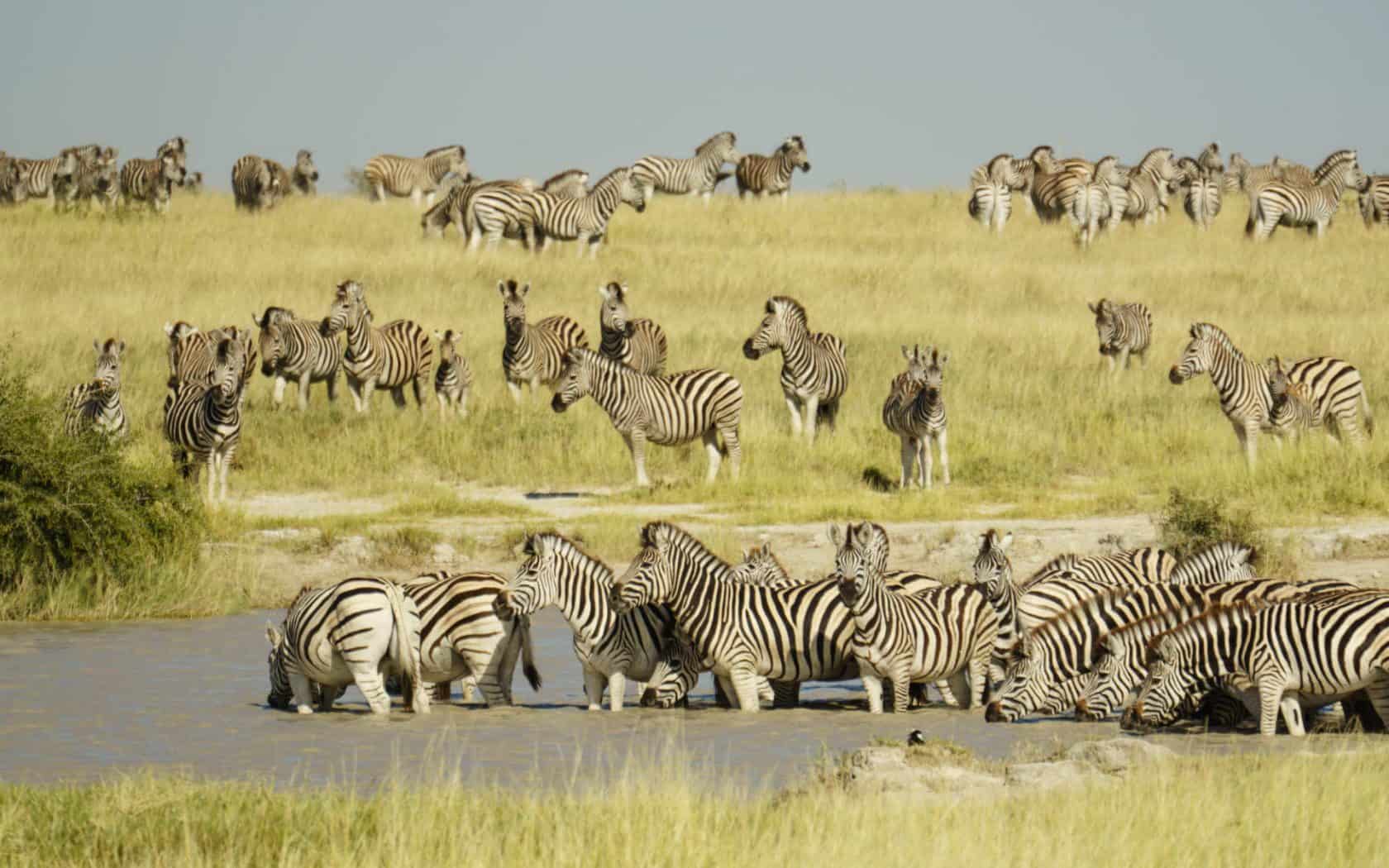 Zebra Botswana Shutterstock 1107970364 1680x1050