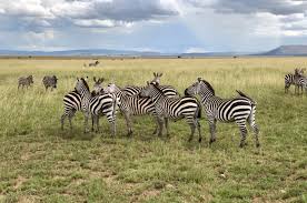 Zebras In Sere