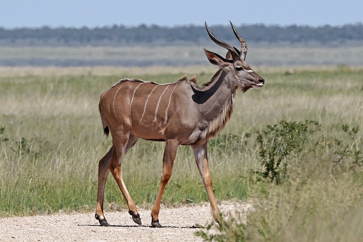 1200px Greater Kudu (tragelaphus Strepsiceros Strepsiceros) Young Male