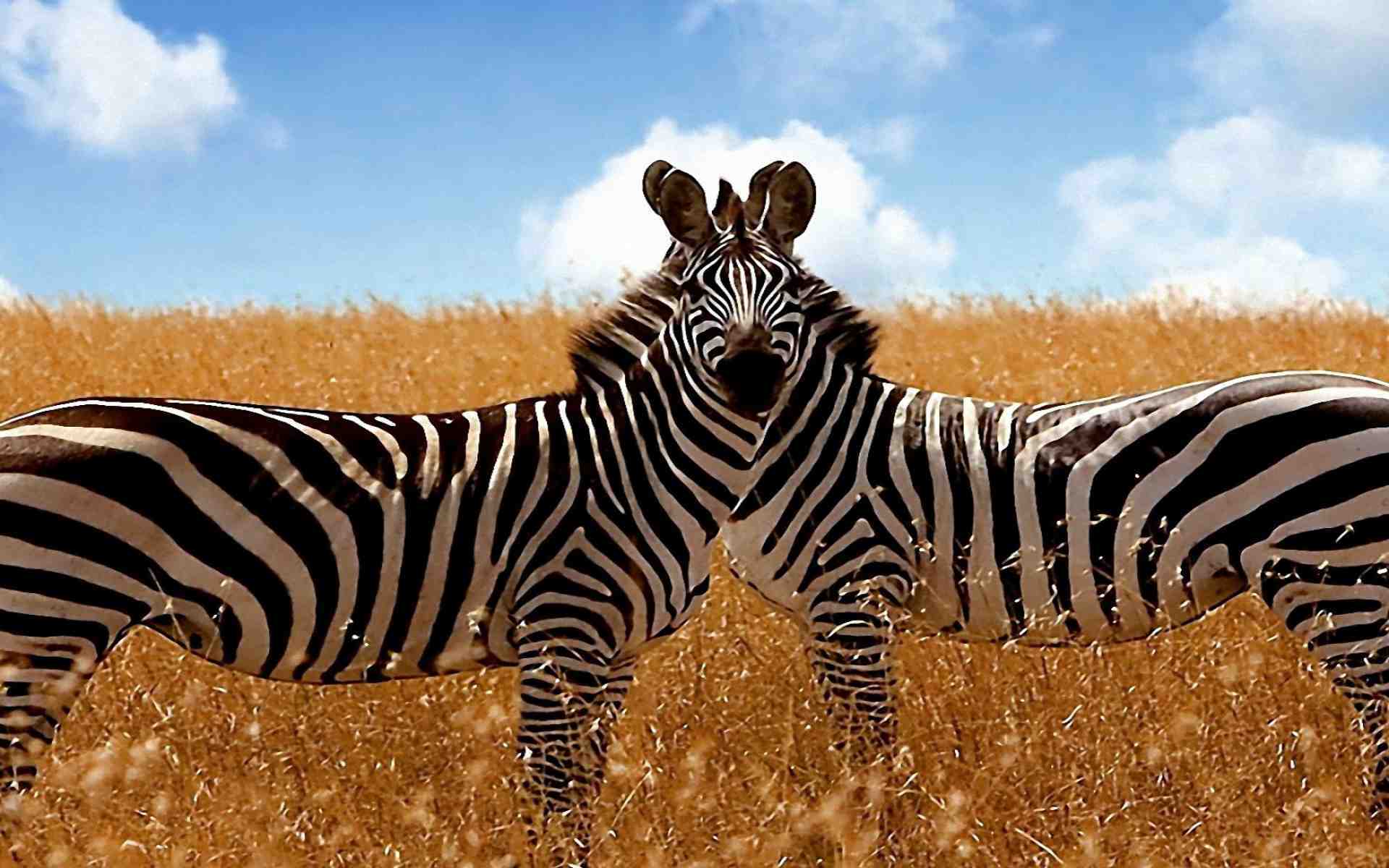 2 Zebras