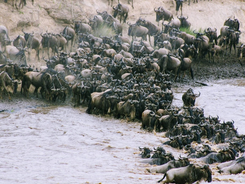 Wildebeest Migration