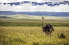 6 Days Tanzania Northern Parks Camping Tour