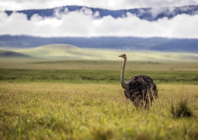6 Days Tanzania Northern Parks Camping Tour