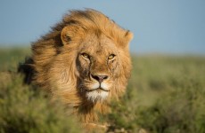 7-Day Tanzania Big Five Adventure