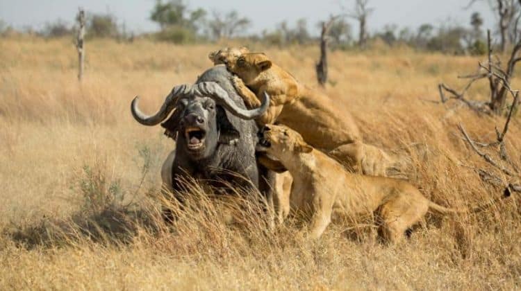 7 Day Tanzania Safari Tour 2 266904 1500097641