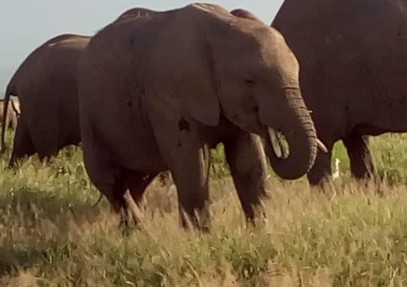 5-Day Kenya Game Parks Safari