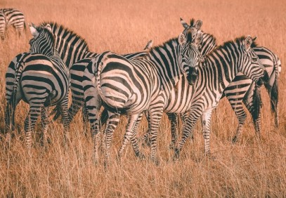 2-Day Northern Circuit Camping Safari