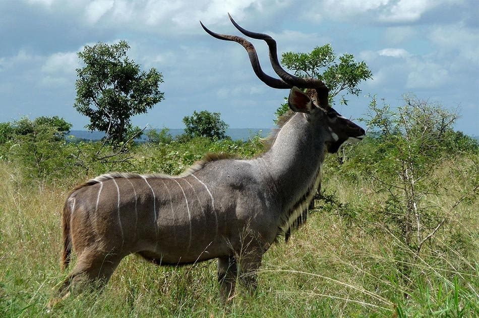 Antelope
