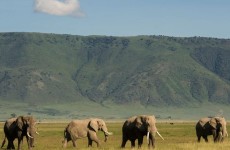 3 Days Serengeti & Ngorongoro Crater Private Safari