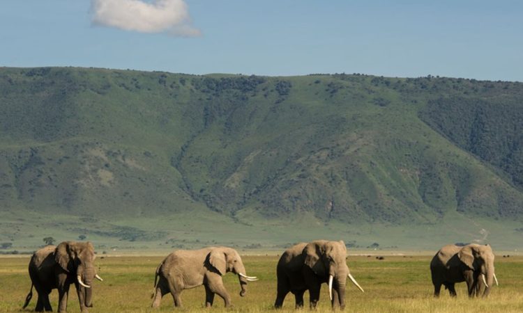 Best Time To Visit Ngorongoro 750x450