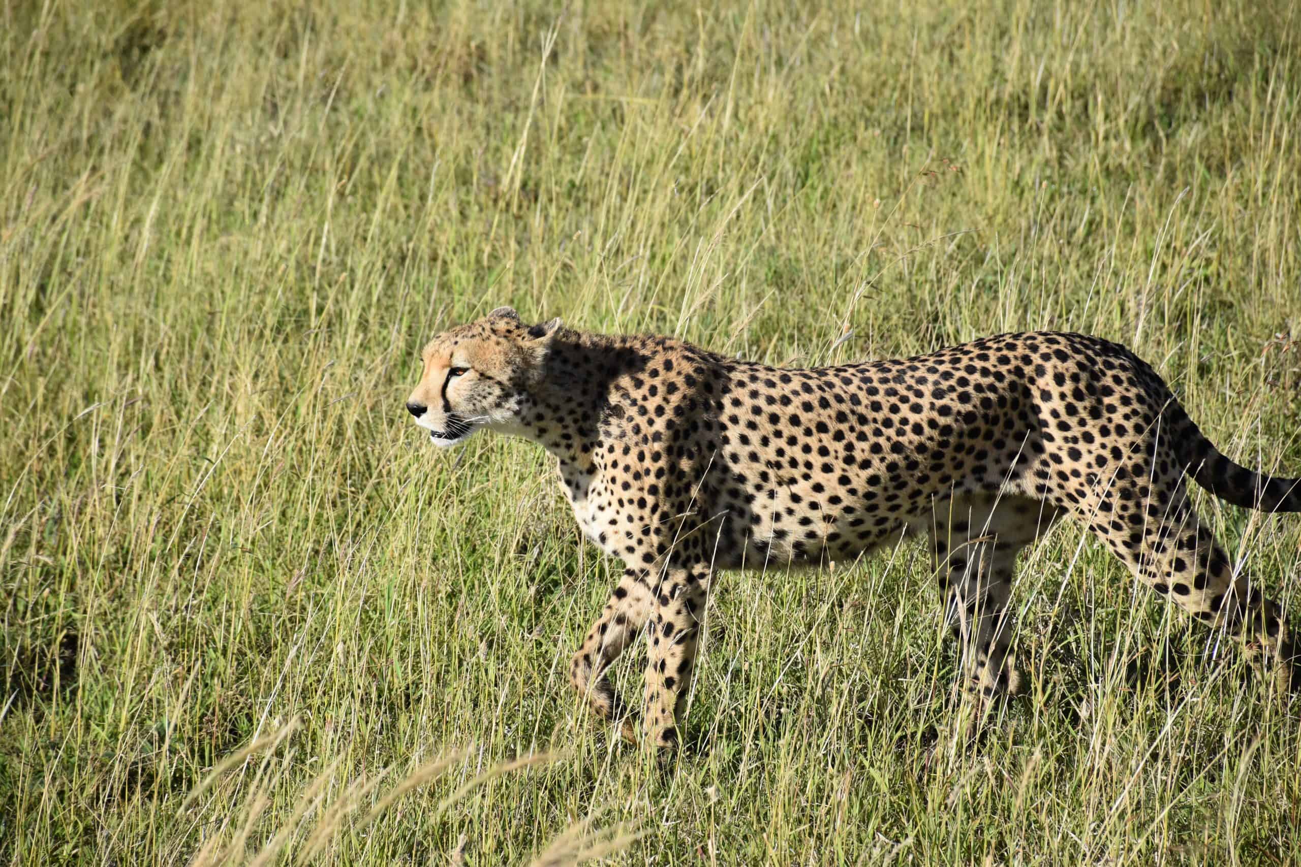 Cheetah