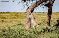 Northern Tanzania Wildlife Safari